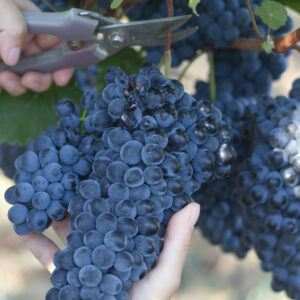 Vini Ca' Teresa - La vendemmia